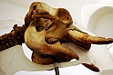 Museo Di Scienze Naturali - Animali 68